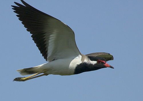 ���������� �����, �����